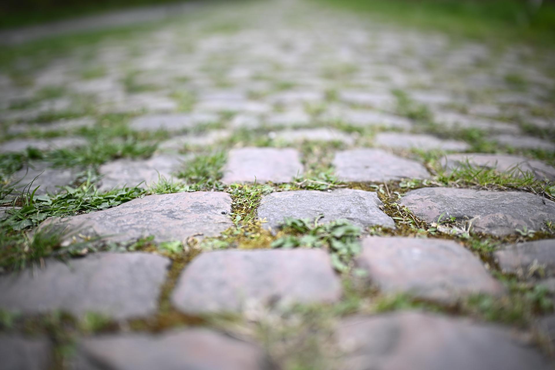 Illustration picture shows the Trouee d'Arenberg - Tranchee de Wallers-Arenberg (Trench of Arenberg - Bos van Wallers-Arenberg) cobbled road, during the reconnaissance of the track ahead of this year's Paris-Roubaix cycling race, Sunday 06 April 2025, around Roubaix, France. The Paris-Roubaix cycling races will take place this weekend, with the women riding on Saturday and the men on Sunday.  BELGA PHOTO JASPER JACOBS